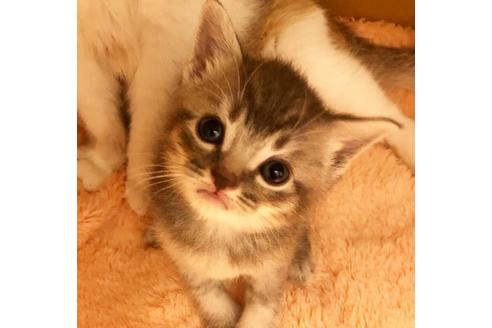 成約済の大阪府のスコティッシュフォールド-7178の3枚目